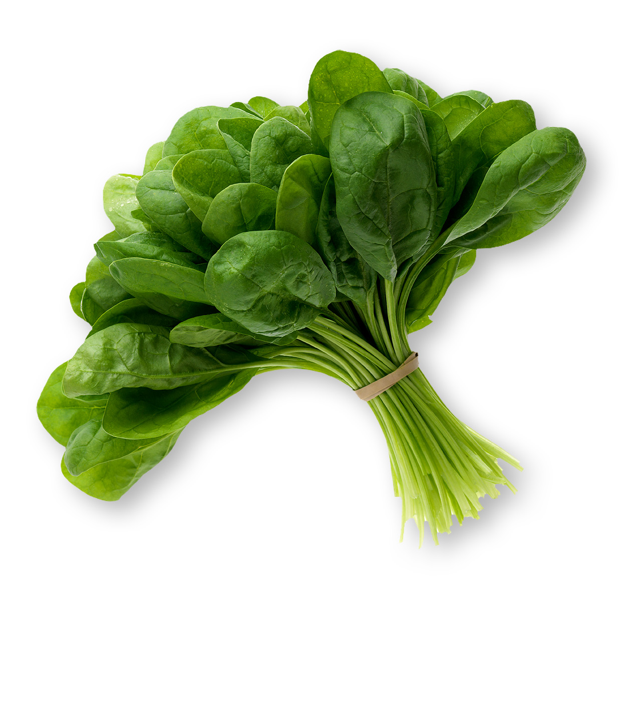 Spinanch